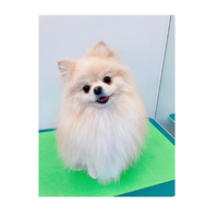 画像1288