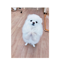 画像1300