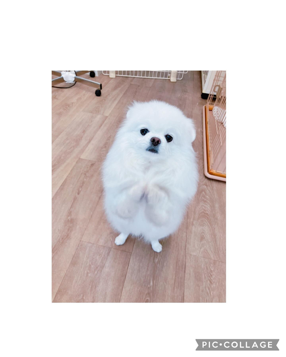 画像1300