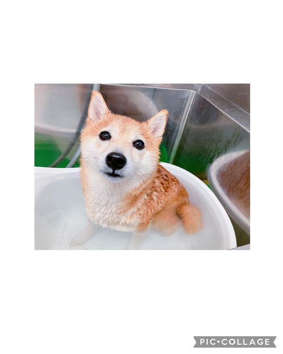 画像1336