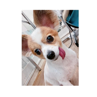 画像1419