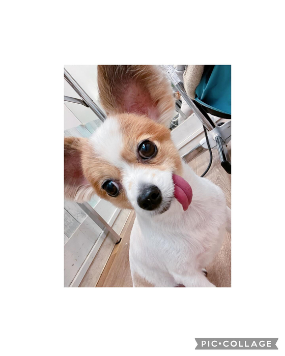 画像1419