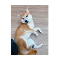画像1732