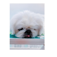 画像2436