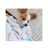 画像2442