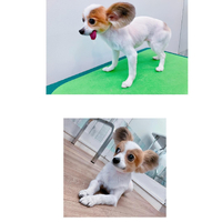 画像2443