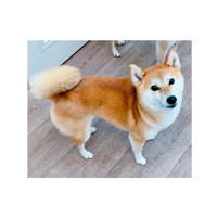 画像2463