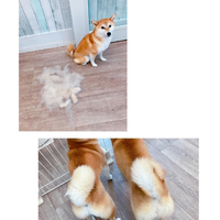 画像2464