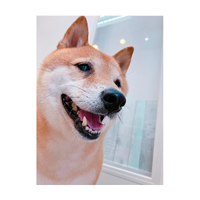 画像2474