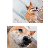 画像2475