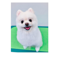 画像2480