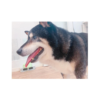 画像2537