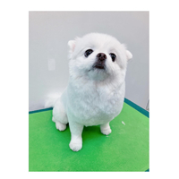 画像2594