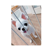 画像2648