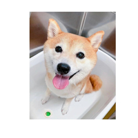 画像2700