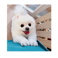 画像2768