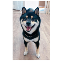 画像2811