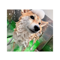 画像2849