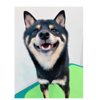 画像2941