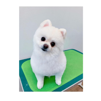 画像2986