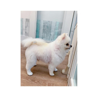 画像3264