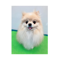 画像3332