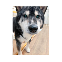 画像3335