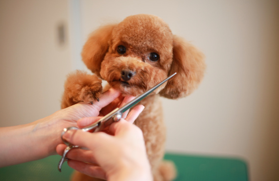 違いはどこか|世田谷区のトリミングサロンこもれび
